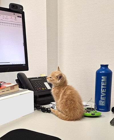 Chat au travail